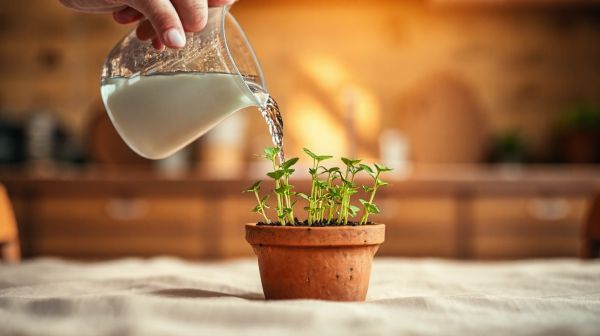 Essential tips for watering seedlings: How frequently should you do it?